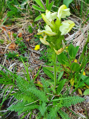 pedicularis tuberosa (Knolliges Läusekraut)