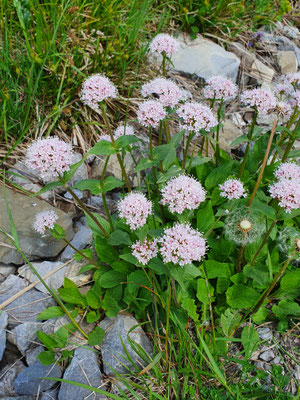 Valeriana montana (Berg-Baldrian)