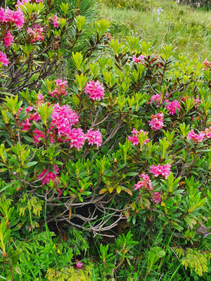 Rhododendron ferrugineum (Rostblättrige Alpenrose)