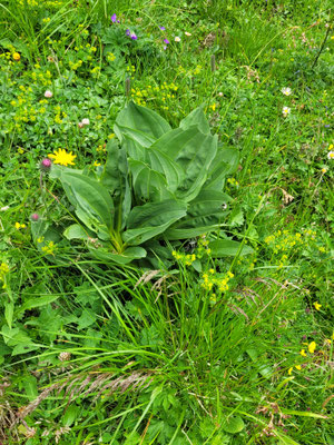 Gentiana lutea (Gelber Enzian)