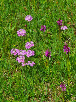Primula farinosa (Mehlprimel)