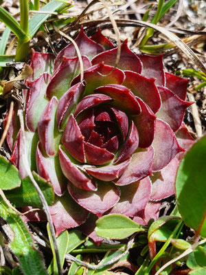 Sempervivum tectorum (Dach-Hauswurz)