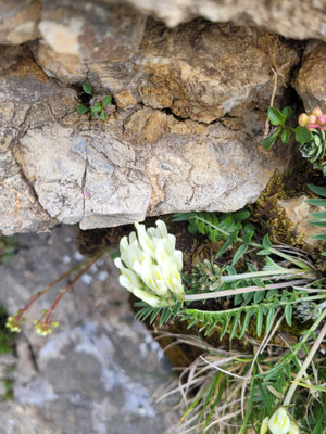 Oxytropis campestris (Alpen-Spitzkiel)