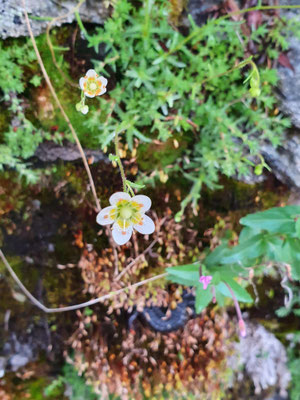 Saxifraga aspera (Rauer Steinbrech)