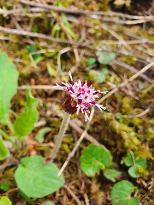 Homogyne alpina (Grüner Alpenlattich)