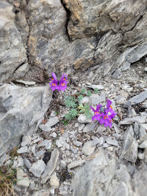 Linaria alpina (Alpen-Leinkraut)