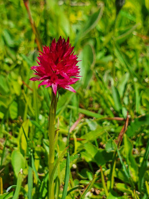 Nigritella rubra (Rotes Männertreu)