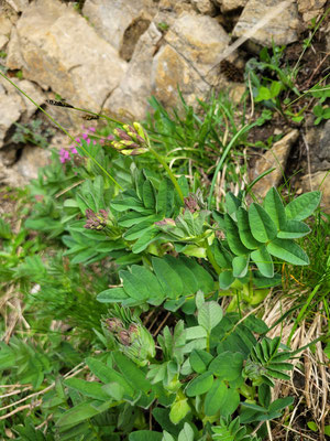 Astragalus glycyphyllos (Süsser Tragant)