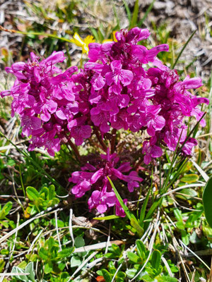 Pedicularis verticillata (Quirlblättriges Läusekraut)