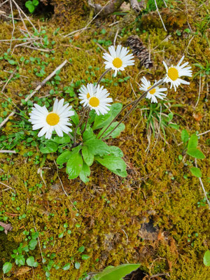 Aster bellidiastrum (Alpenmasslieb)