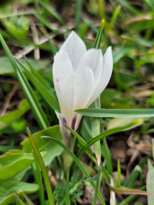 Crocus albiflorus (Frühlingskrokus)