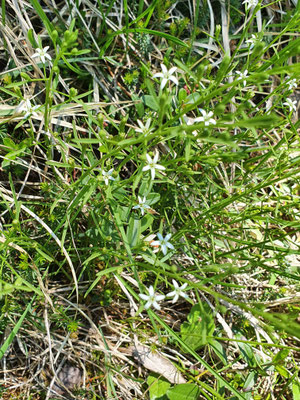 Thesium rostratum (Schnabelfrüchtiger Bergflachs)