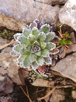 Saxifraga paniculata (Trauben-Steinbrech)