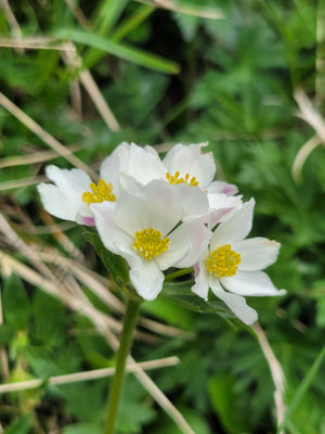 Anemone narcissiflora (Narzissenblütige Anemone)