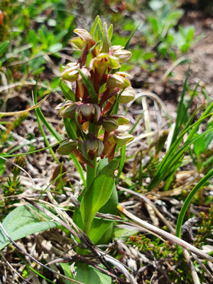 Coleoglossum viride (Grüne Hohlzunge)