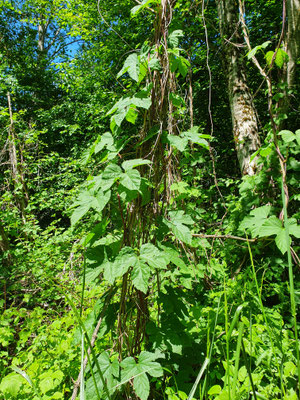 Humulus lupulus (Hopfen)