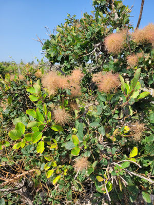 Cotinus coggygria (Perückenstrauch)