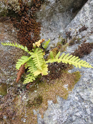 Polypodium vulgare (Tüpfelfarn)