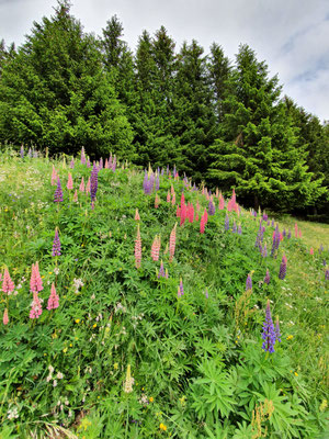 Lupinus polyphyllus (Lupine) (Sieht schön aus, ist aber in der Höhe ein invasiver Neophyt)