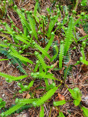 Blechnum spicant (Rippen-Farn)