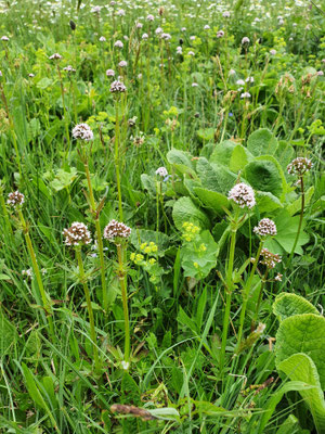 Valeriana dioica (Sumpf-Baldrian)