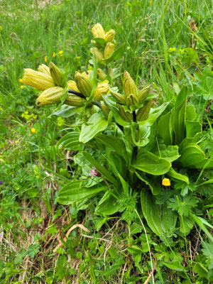 Gentiana punctata (Getüpfelter Enzian)