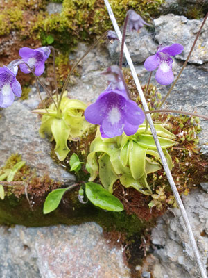 Pinguicula leptoceras (Dünnsporniges Fettblatt)