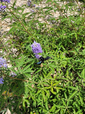 Vitis agnus-castus (Mönchspfeffer)