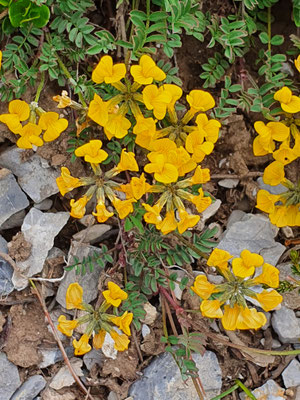 Hippocrepis comosa (Schopfiger Hufeisenklee)