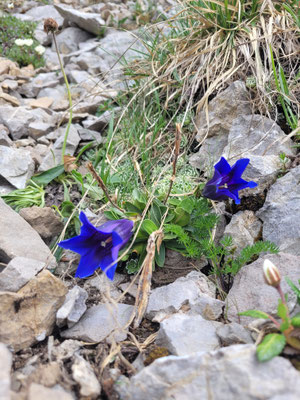 Gentiana clusii (Kalk-Glockenenzian)