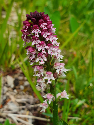 Orchis ustulata (Schwärzliches Knabenkraut)