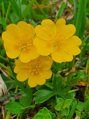 Potentilla aurea (Gold-Fingerkraut)