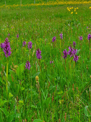 Dactylorhiza majalis (Breitblättriges Fingerkraut)