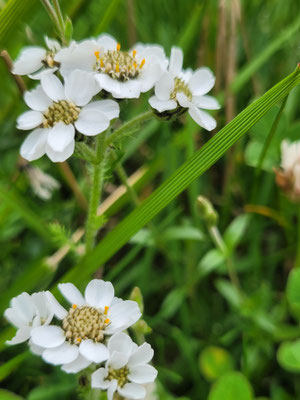 Achillea atrata (Schwarze Schafgarbe)
