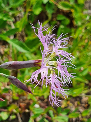 Dianthus superbus (Prachtnelke)