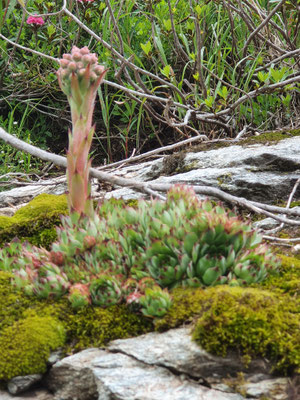 Sempervivum tectorum (Dach-Hauswurz)