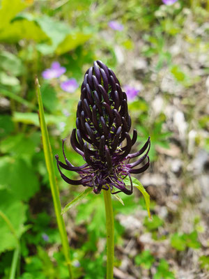 Phyteuma ovatum (Hallers Rapunzel)