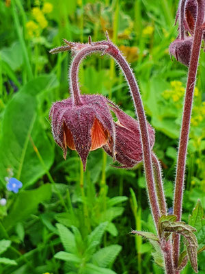 Geum rivale (Bach-Nelkenwurz)