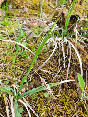 Carex flacca (Schlaffe Seggen)