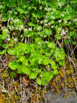 Saxifraga rotundifolia (Rundblättriger Steinbrech)