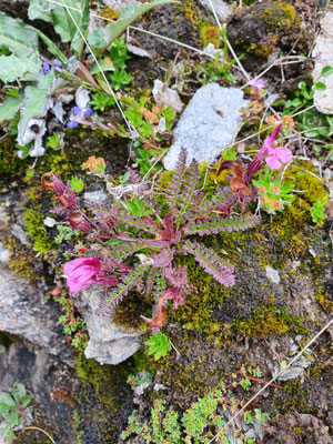 Pedicularis kerneri (Kerners Läusekraut)