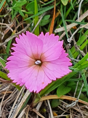 Dianthus sylvestris (Stein-Nelke)