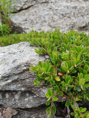 Arctostaphylos uva-ursi (Immergrüne Bärentraube)