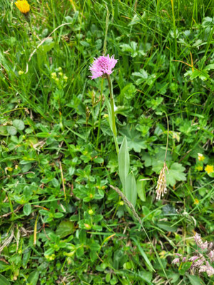 Traunsteinera globosa (Kugelorchis)