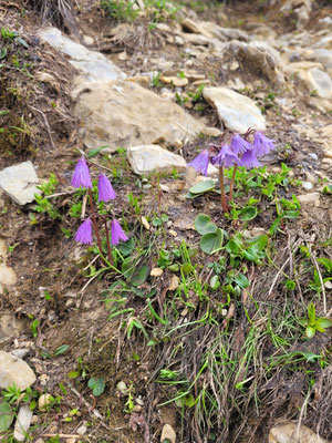 Soldanella alpina (Grosses Alpenglöckchen)