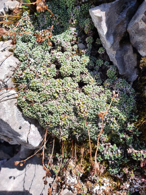 Saxifraga caesia (Blaugrüner Steinbrech)