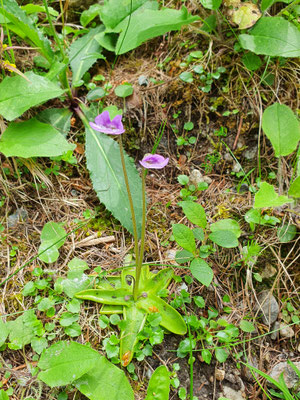 Pinguicula vulgaris (Gemeines Fettblatt)