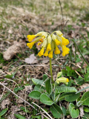 Primula veris (Frühlingsschlüsselblume)