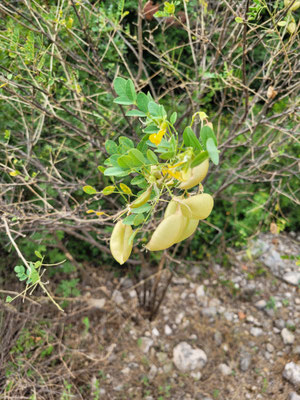 Colutea arborescens (Gelber Blasenstrauch)