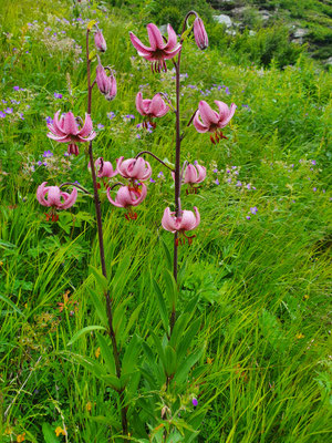 Lilium martagon (Türkenbund)